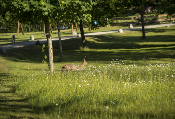 Reh auf einer Wildblumenwiese im Ferienhaus-Park Brennickenswerder.