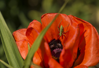 20180514-brennickenswerder-wildblumen-mohn-007