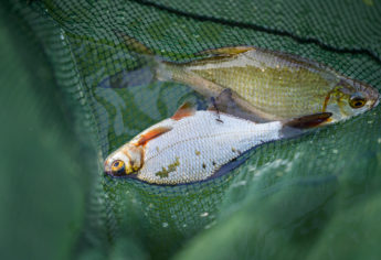 Ferienhaus-Park Brennickenswerder bei Lychen. Angler am Lychensee.